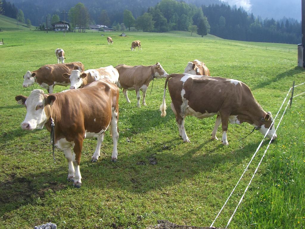Vorderstockerhof Villa St. Johann in Tirol Eksteriør billede